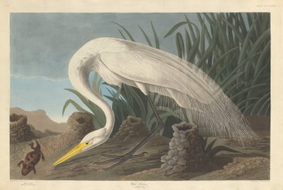सफेद बगुला, 1837। द्वारा रॉबर्ट हेवेल
