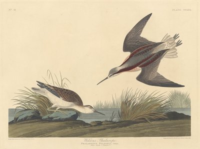 विल्सन का फालारोप, 1835। द्वारा रॉबर्ट हेवेल