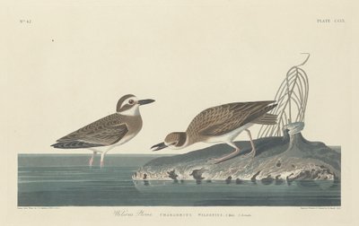 विल्सन प्लोवर, 1834। द्वारा रॉबर्ट हेवेल