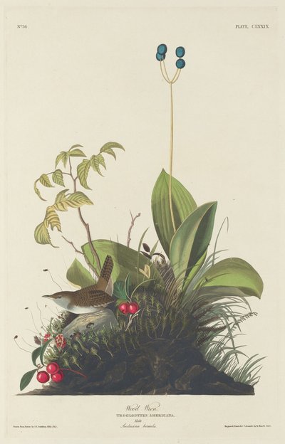 वुड रेन, 1833। द्वारा रॉबर्ट हेवेल