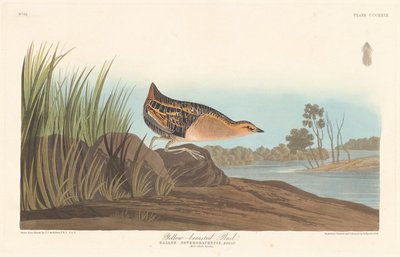 पीली छाती वाली रेल, 1836। द्वारा रॉबर्ट हेवेल