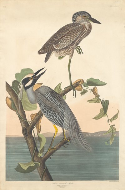 पीले-मुकुट वाला बगुला, 1836। द्वारा रॉबर्ट हेवेल