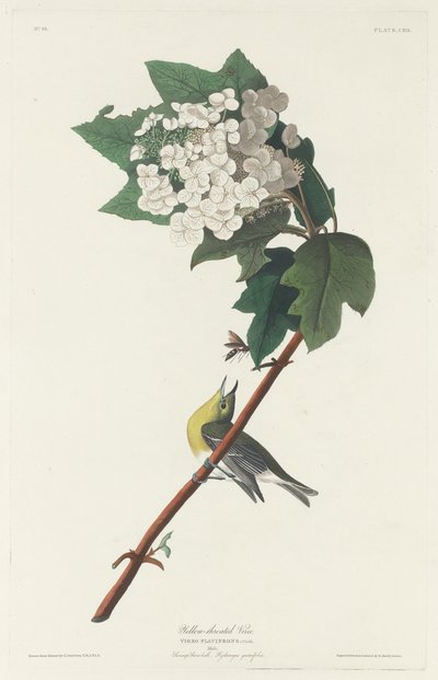 पीले गले वाला वीरो, 1831। द्वारा रॉबर्ट हेवेल