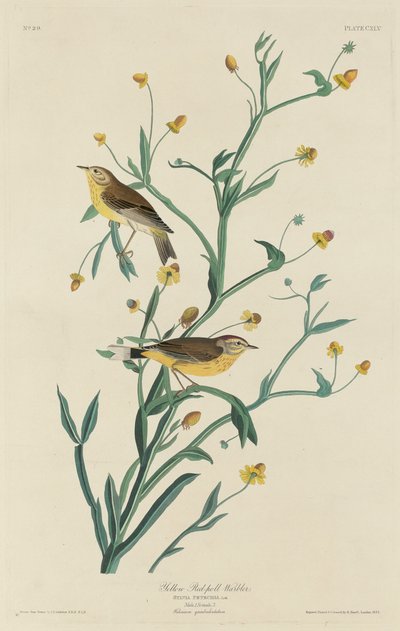 पीला लाल-पोल वार्बलर, 1832। द्वारा रॉबर्ट हेवेल