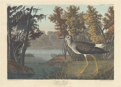 पीला शंक, 1836। द्वारा रॉबर्ट हेवेल
