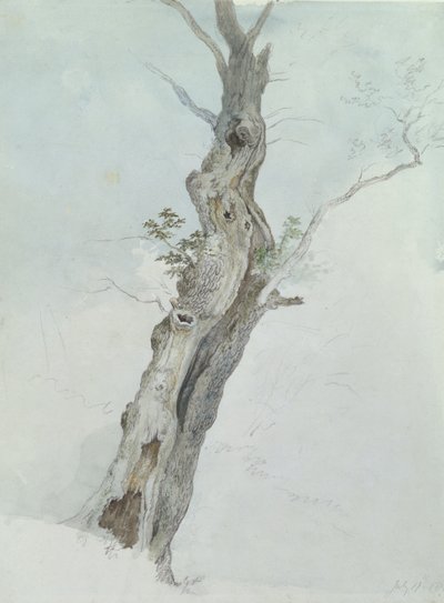 ट्री स्टडी, c.1800-05 (wc ओवर ग्रेफाइट पेपर पर) द्वारा रॉबर्ट हिल्स