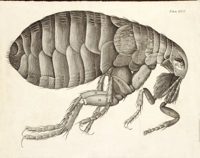 माइक्रोग्राफिया, पब से एक पिस्सू का क्रॉस-सेक्शन। 1665 द्वारा रॉबर्ट हूक