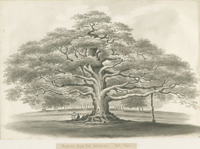 ब्लिथफील्ड - बगोट "ओक: सेपिया स्केच, 1833 द्वारा रॉबर्ट नोयस