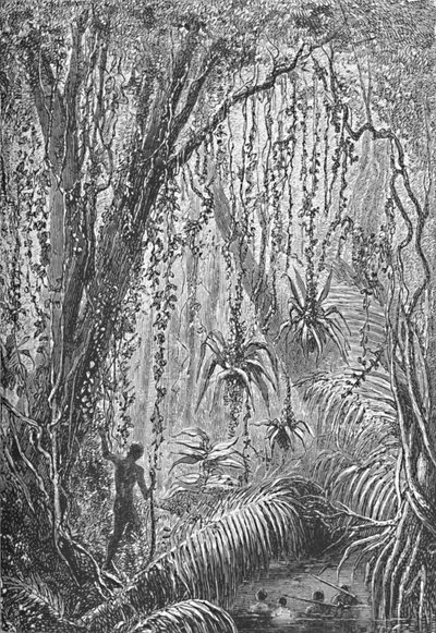ब्राजील के वन, c1885 1890 द्वारा रॉबर्ट टेलर प्रिटचेट