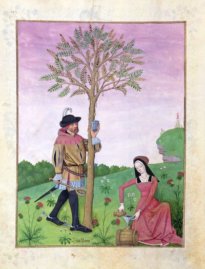 लैवेंडर, हेल्लेबोर, और ककड़ी परिवार के एक रिश्तेदार, मैथ्यूसस प्लैटेरियस 131 द्वारा बुक ऑफ सिंपल मेडिसिन्स से इलस्ट्रेशन द्वारा रॉबिनट टेस्टार्ड