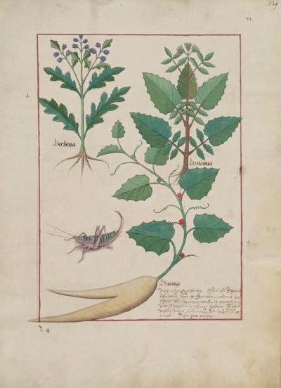 एमएस फ्र। Fv VI  1 fol.139r चित्रण सरल दवाओं की पुस्तक से मैथ्यूअस प्लैटेरियस (dc1161) c.1470 द्वारा द्वारा रॉबिनट टेस्टार्ड