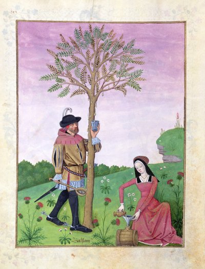 एमएस फ्र। Fv VI  1 fol.162v एक पेड़ से ड्राइंग सैप, मैथ्यूअस प्लैटेरियस (dc1161) c.1470 (वेल्लम) द्वारा &39;सरल दवाओं की पुस्तक&39; से चित्रण द्वारा रॉबिनट टेस्टार्ड