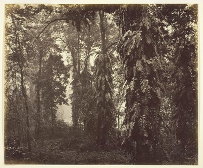 दार्जिलिंग, भारत, सी. 1865. द्वारा सैमुअल बॉर्न