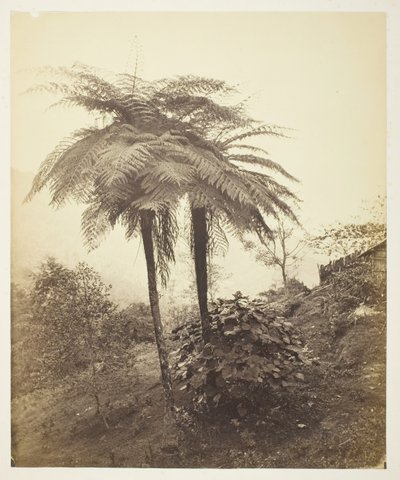 द ट्री फ़र्न, पुरस्कार फ़ोटो, 1863। द्वारा सैमुअल बॉर्न