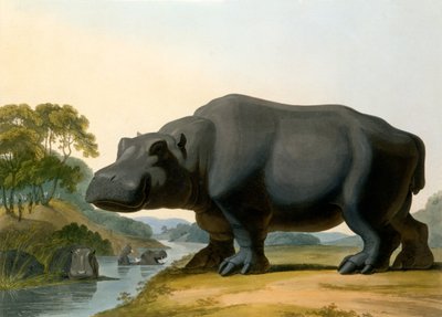 हिप्पोपोटेमस, 1804 द्वारा सैमुअल डेनियल
