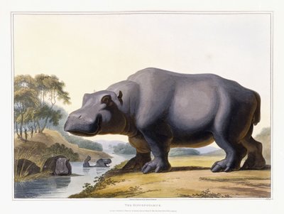हिप्पोपोटेमस, 1804 द्वारा सैमुअल डेनियल