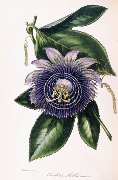 पासिफ़्लोरा मिडलेटोनिया, c.1834-1849 द्वारा सैमुअल होल्डन