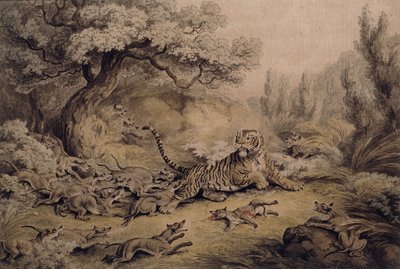 टाइगर पर हमला करने वाले जंगली कुत्ते, द्वारा सैमुअल हॉविट