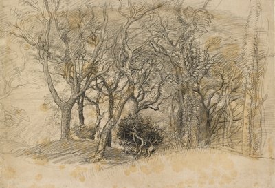 पेड़ों का अध्ययन, क्लोवेली पार्क, 1834 द्वारा सैमुअल पामर