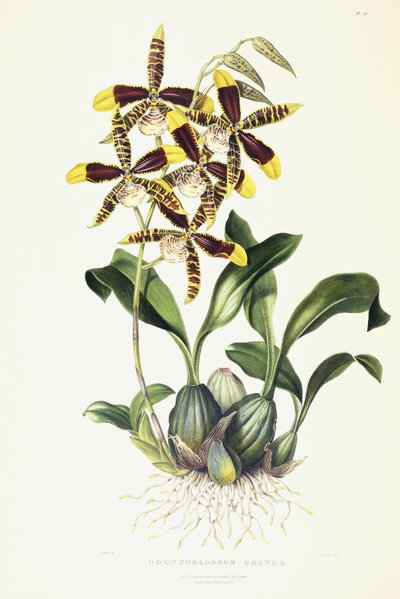 ग्रेट ओडोंटोग्लॉसम, c.1837-1843 द्वारा मिस ड्रेक