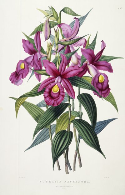 सोब्रालिया मैक्रांथा, c.1837-43 द्वारा मिस ड्रेक