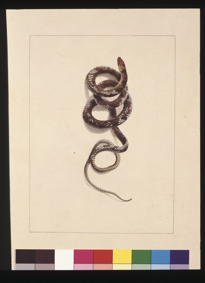 पृष्ठ 20. सांप नंबर 1। अब ब्राउन स्नेक के रूप में जाना जाता है, c.1789-90 (वाटरकलर) द्वारा सारा पत्थर