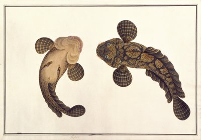 लेपू, 'मलाका से जानवरों, कीटों और सरीसृपों के चित्र' से, c.1805-18 (कागज पर गौचे और जल रंग) द्वारा स्कूल चीनी