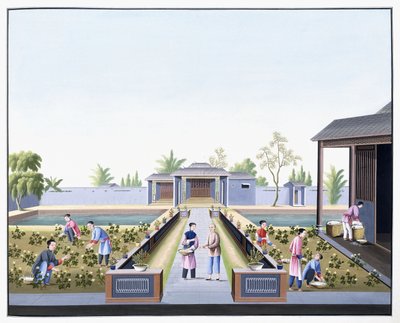 कॉटन चुनना, c.1800 (भारी देशी कागज पर गौचे चित्र) द्वारा स्कूल चीनी