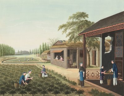  द्वारा स्कूल चीनी