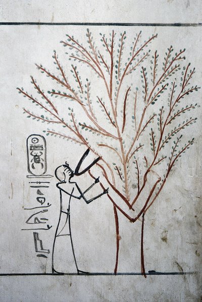  द्वारा स्कूल मिस्र
