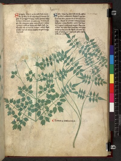 एगर्टन 747 स्पार्गुला और सेल्फ, ट्रैक्टैटस डी हर्बिस (हर्बल) c.1280-1310 (वेल्लम पर स्याही और रंग) द्वारा स्कूल इतालवी