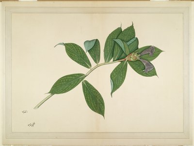 क्रेप जिंजर प्लांट, लेडी इम्पे द्वारा कमीशन की गई श्रृंखला से फोलियो, c.1780 द्वारा शेख ज़ैन उद दिन