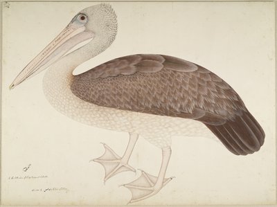 लेडी इम्पे द्वारा कमीशन सीरीज़ पेलिकन, फ़ोलियो को c.1780-82 द्वारा शेख ज़ैन उद दिन