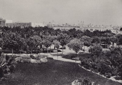 Cadiz: Parque Genoves (b/w फोटो) द्वारा स्पैनिश फोटोग्राफर