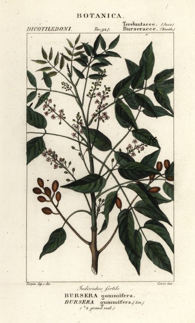 Gumbo-limbo, Bursera simaruba द्वारा सांघी