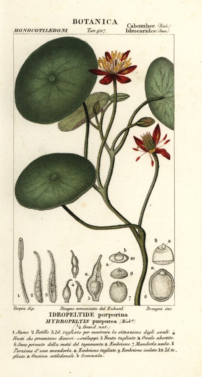 Junsai, Brasenia schreberi द्वारा सांघी