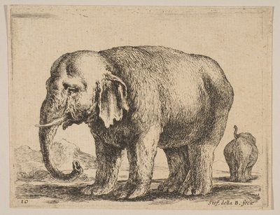 प्लेट १०: हाथी, विभिन्न जानवरों से विविधविद्या, ca. 1641। द्वारा स्टेफानो डेला बेला