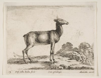 प्लेट 15: डो, विभिन्न जानवरों से विभिन्न जानवर, सीए। 1641। द्वारा स्टेफानो डेला बेला