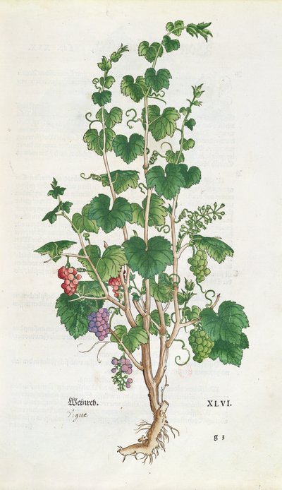 लियोनार्ड फुच्स (1501-66) 1543 द्वारा डे हिस्टोरिया स्टिरपियम से अंगूर की बेल (विटिस विनीफेरा) वनस्पति प्लेट द्वारा स्विस स्कूल