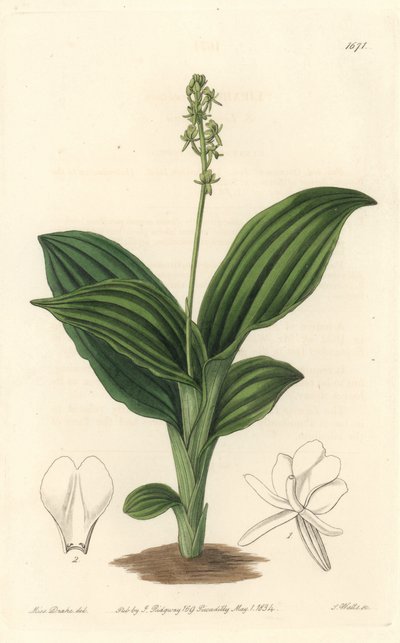 अफ्रीकी लिपारिस आर्किड - बॉटनिकल रजिस्टर से सारा ऐनी ड्रेक (1803-1857) के एक चित्रण से एस। वाट्स द्वारा वाटर फोर्ट द्वारा सिडेनहैम टीस्ट एडवर्ड्स