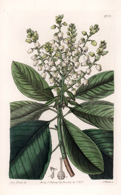 अमेरिकन अर्बुटस ट्री - इंग्लैंड के सिडेनहैम एडवर्ड्स (1768-1819) के बॉटनिकल रजिस्टर से सारा ऐनी ड्रेक (1803-1857) के एक दृष्टांत से एस। वाट्स द्वारा उकेरा गया। द्वारा सिडेनहैम टीस्ट एडवर्ड्स