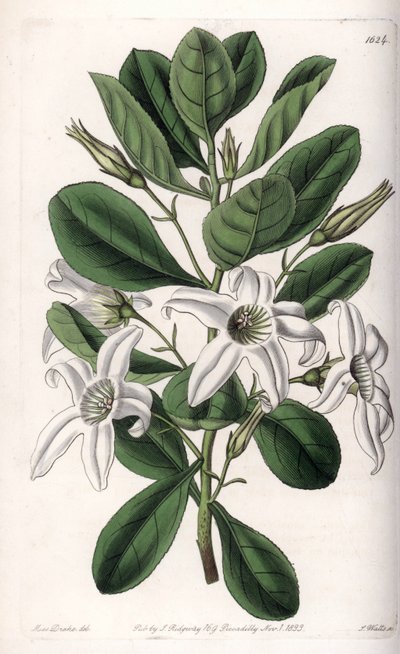 Anthocercis variete, ऑस्ट्रेलिया का मूल निवासी - इंग्लैंड के सिडेनहैम एडवर्ड्स (1768-1819) के बॉटनिकल रजिस्टर से सारा ऐनी ड्रेक (1803-1857) के एक चित्रण से एस। वाट्स द्वारा उकेरी गई प्लेट द्वारा सिडेनहैम टीस्ट एडवर्ड्स
