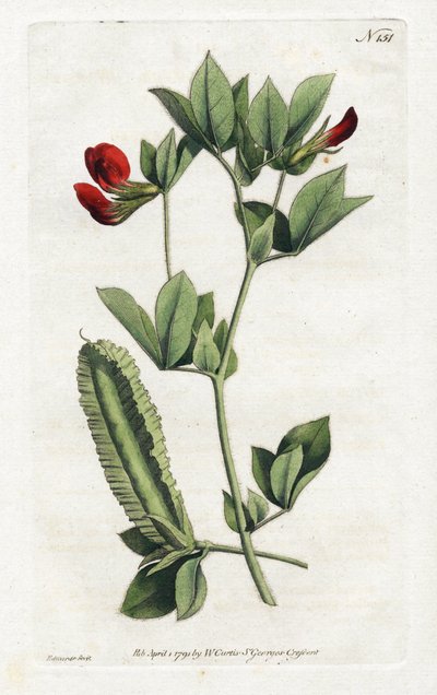 शतावरी मटर - सिडेनहैम एडवर्ड्स (1768-1819) द्वारा लिथोग्राफी, विलियम कर्टिस की वनस्पति पत्रिका (1746-1799) से प्लेट द्वारा सिडेनहैम टीस्ट एडवर्ड्स