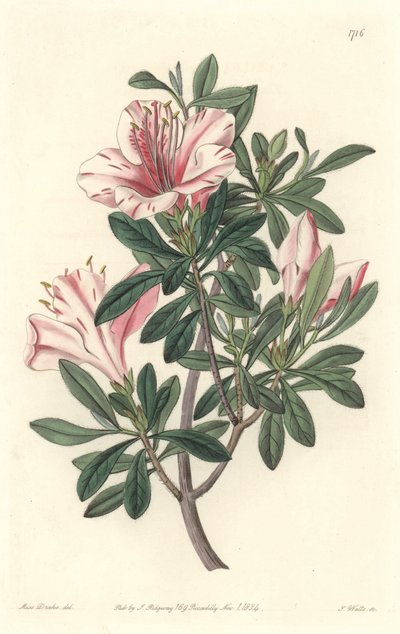 फ्लोरिस्ट्स की अज़ाली - बॉटनिकल रजिस्टर से सारा ऐनी ड्रेक (1803-1857) के एक दृष्टांत से एस. वाट्स स्ट्रांग वाटर द्वारा सिडेनहैम टीस्ट एडवर्ड्स