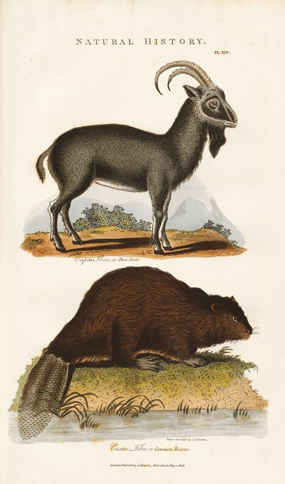  द्वारा सिडेनहैम टीस्ट एडवर्ड्स