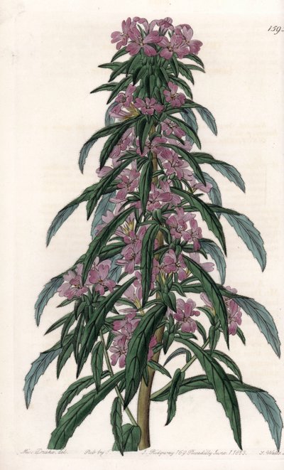 Boisduvalia variete, घने फूलों वाला एपिलोब - इंग्लैंड के सिडेनहैम एडवर्ड्स (1768-1819) के बॉटनिकल रजिस्टर से सारा ऐनी ड्रेक (1803-1857) के एक चित्रण से, एस। वाट्स द्वारा उत्कीर्ण बोर्ड। द्वारा सिडेनहैम टीस्ट एडवर्ड्स