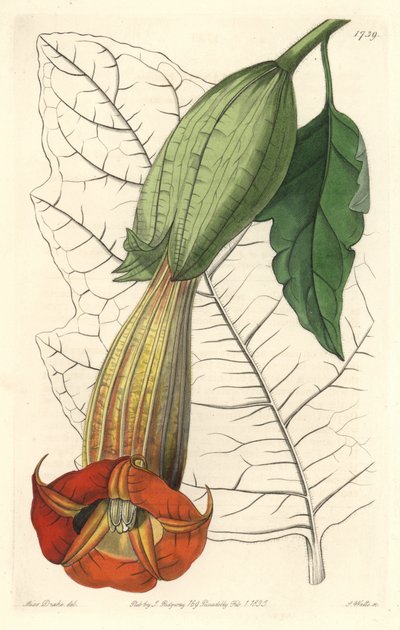 Brugmansia ecarlate or trumpet of Angels ecarlate, मूल निवासी दक्षिण अमेरिका - एस वॉट्स द्वारा सशक्त जल, बॉटनिकल रजिस्टर से सारा ऐनी ड्रेक (1803-1857) के एक दृष्टांत से द्वारा सिडेनहैम टीस्ट एडवर्ड्स