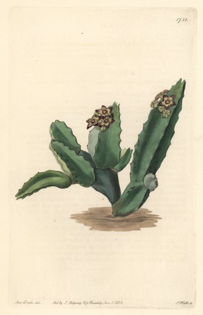 सिसिली के मूल निवासी कैक्टस कैरलुमा - बॉटनिकल रजिस्टर से सारा ऐनी ड्रेक (1803-1857) के एक चित्रण से एस। वाट्स द्वारा मजबूत पानी द्वारा सिडेनहैम टीस्ट एडवर्ड्स