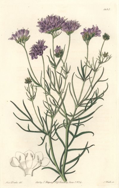 कैलिफ़ोर्निया गिलिया - एस। वाट्स स्ट्रांग वाटर, सारा ऐनी ड्रेक (1803-1857) के एक चित्रण से, बॉटनिकल रजिस्टर से द्वारा सिडेनहैम टीस्ट एडवर्ड्स