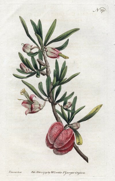 चाइनीज लैंटर्न या निमैनिया - सिडेनहैम एडवर्ड्स द्वारा लिथोग्राफी (1768-1819), विलियम कर्टिस द्वारा बॉटनिकल मैगज़ीन से (1746-1799) द्वारा सिडेनहैम टीस्ट एडवर्ड्स